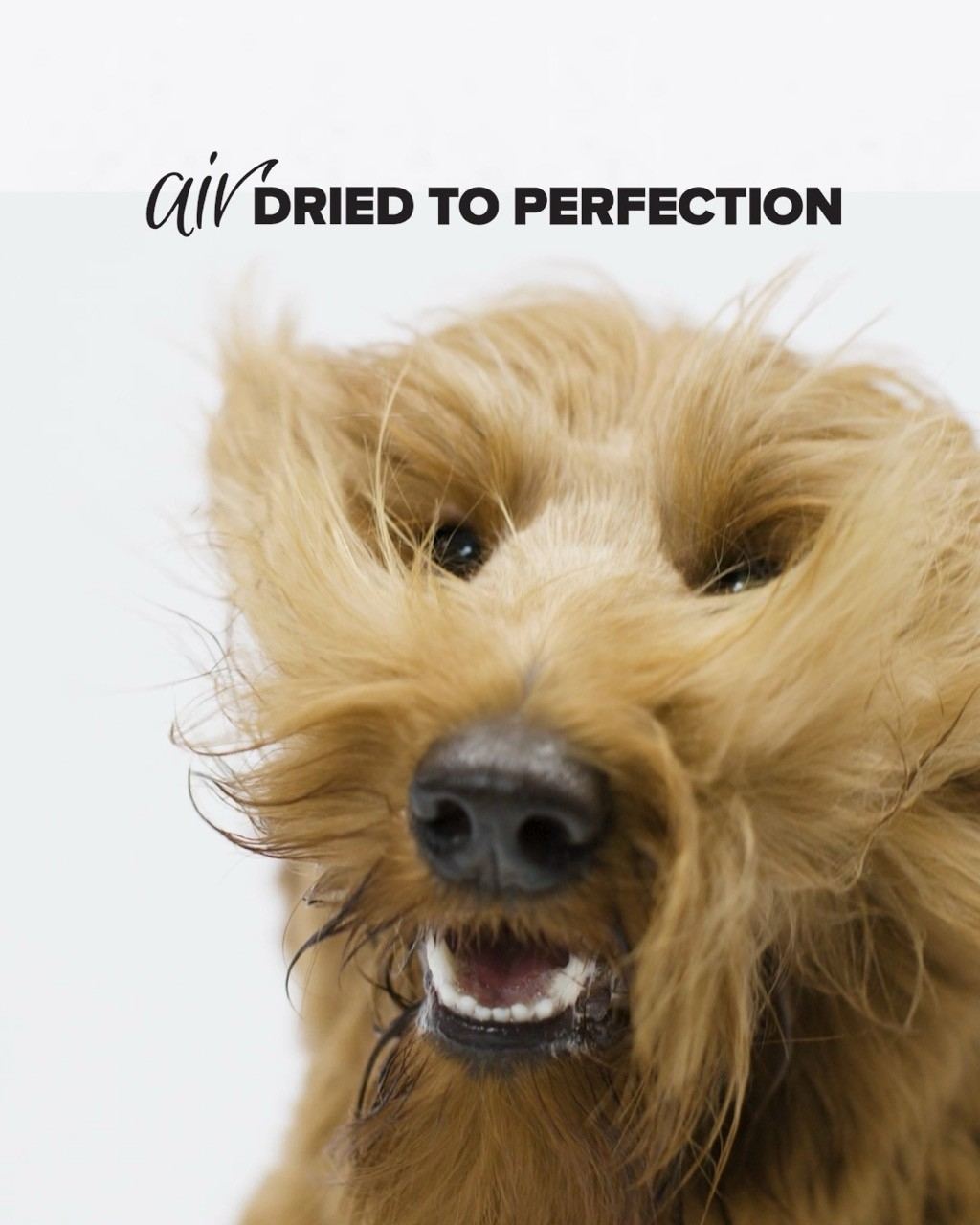 Prime Dogs 6-sec ad featuring Georgie, designed by Colony Agency