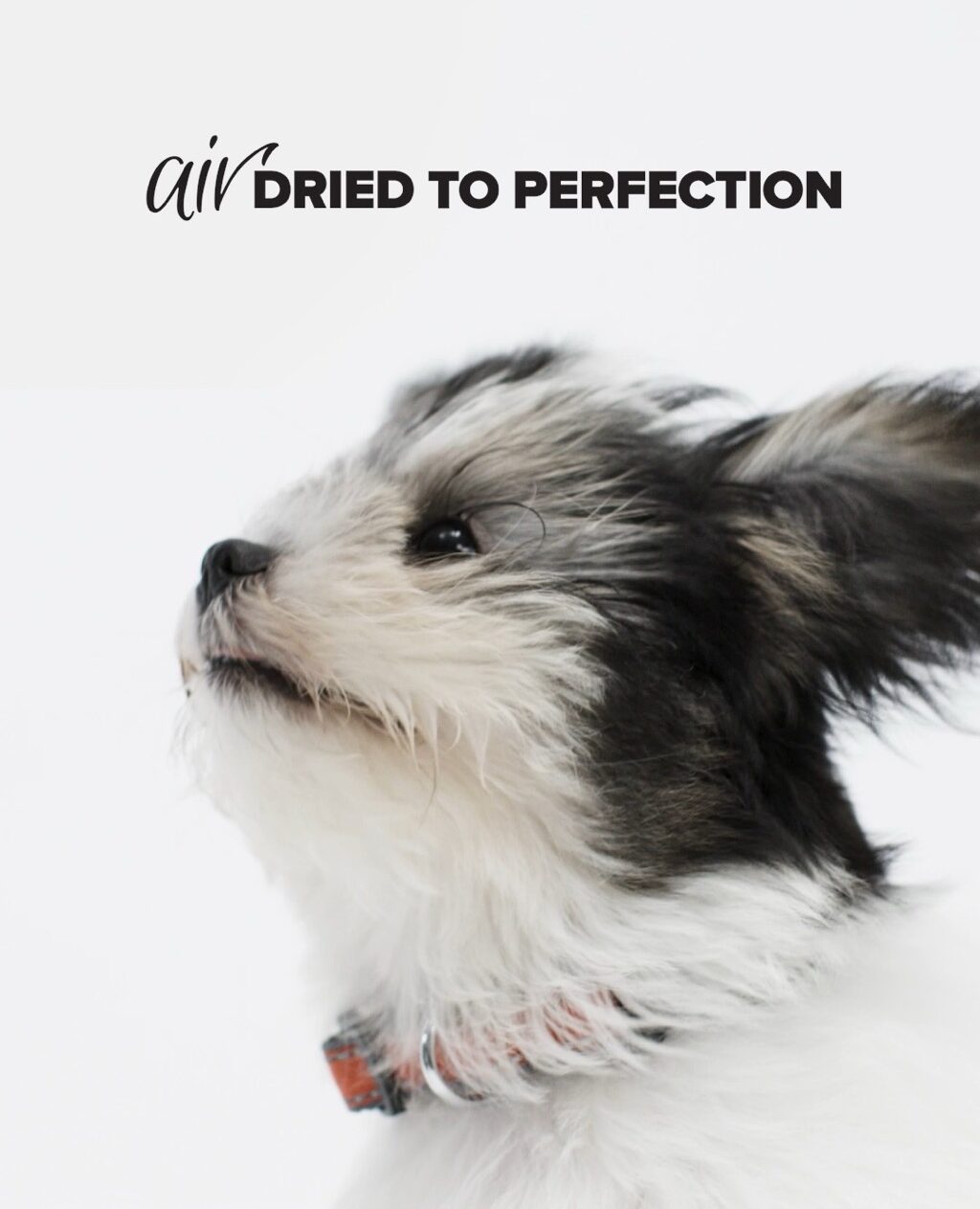 Prime Dogs 6-sec ad featuring Skyla, produced by Colony Agency