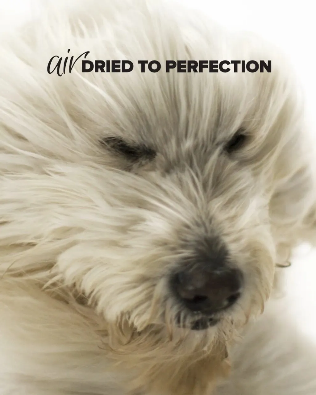 Prime Dogs social media campaign image