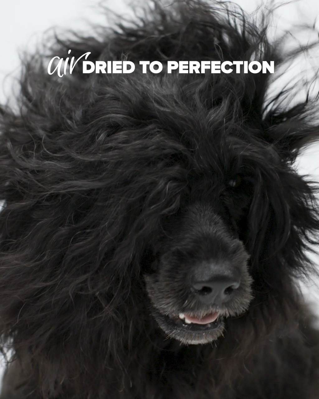 Prime Dogs 6-sec ad featuring Yasmin, creative design by Colony Agency